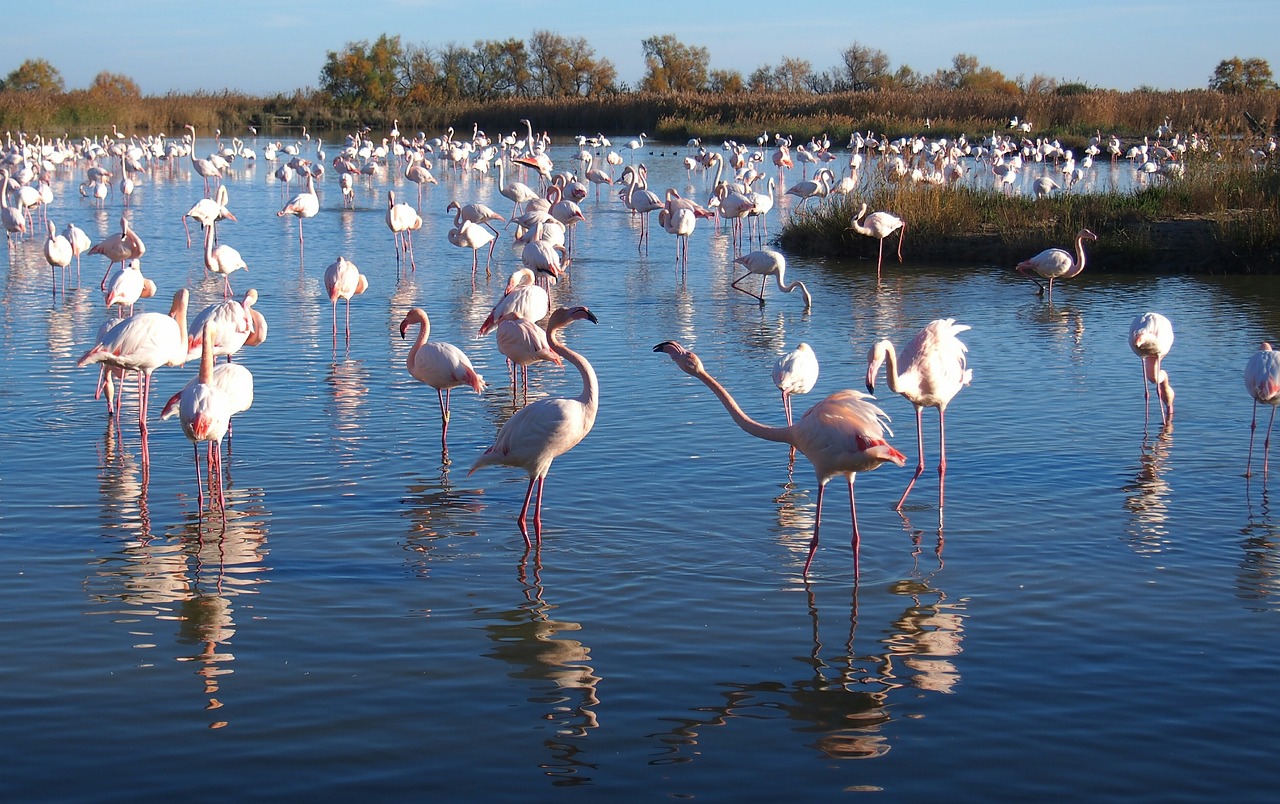 Entre montagnes et flamants roses