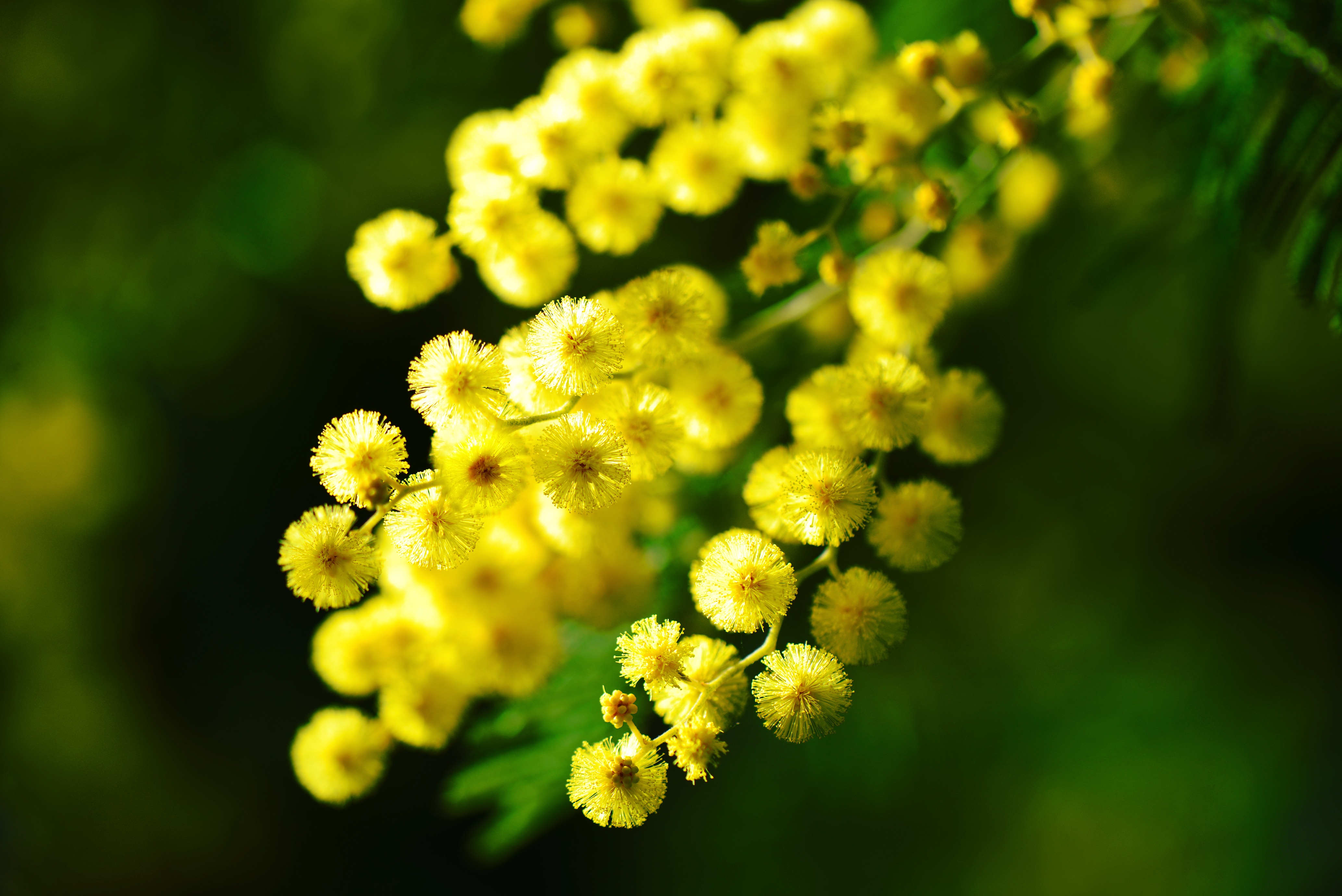 The colours of spring on the French Riviera