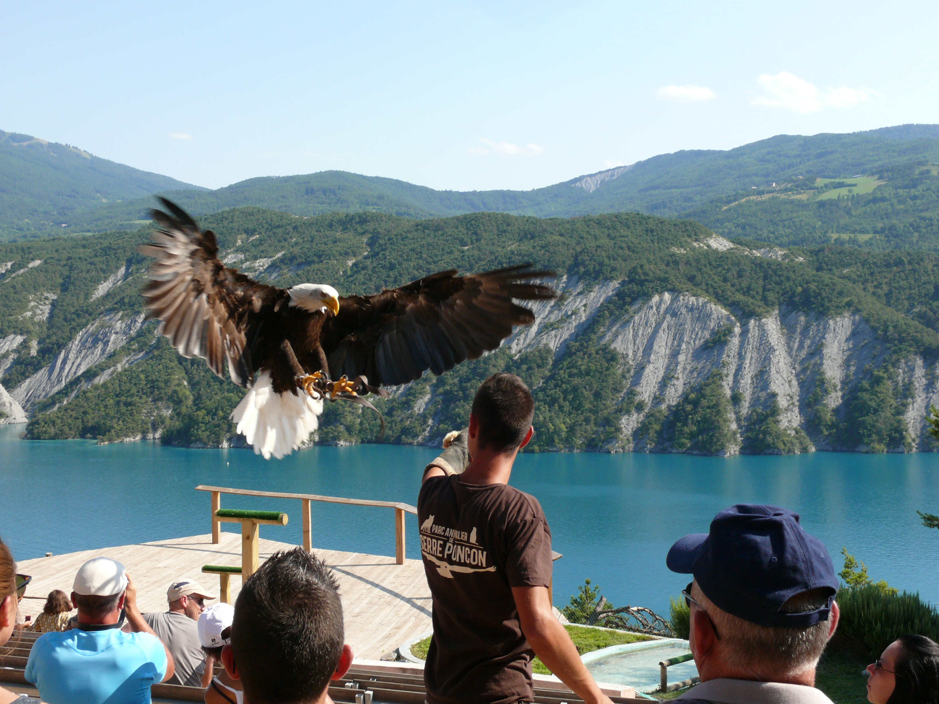 Aigles et croisière sur eaux cristallines dans les Hautes-Alpes