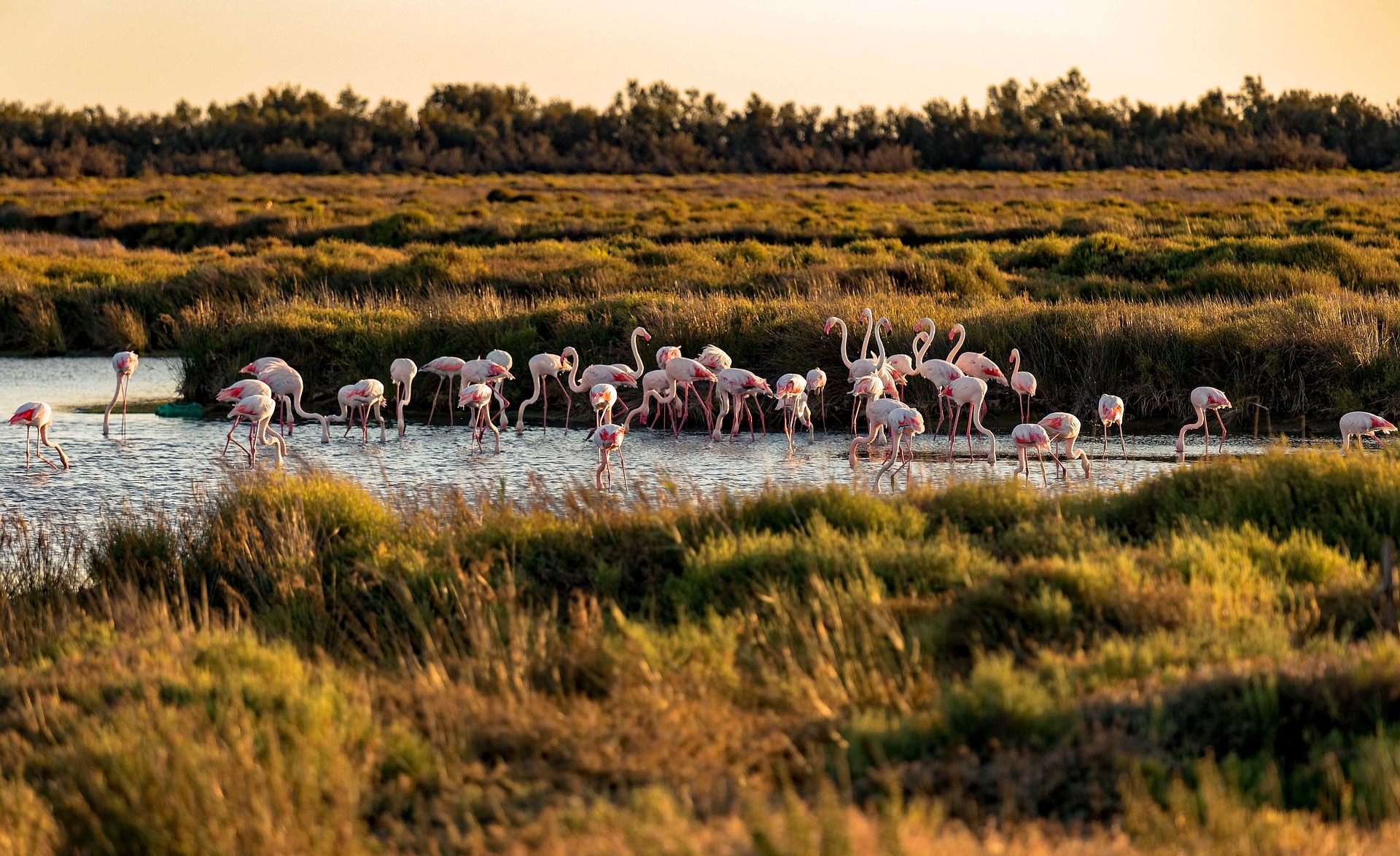 Weekend Trek in the Camargue