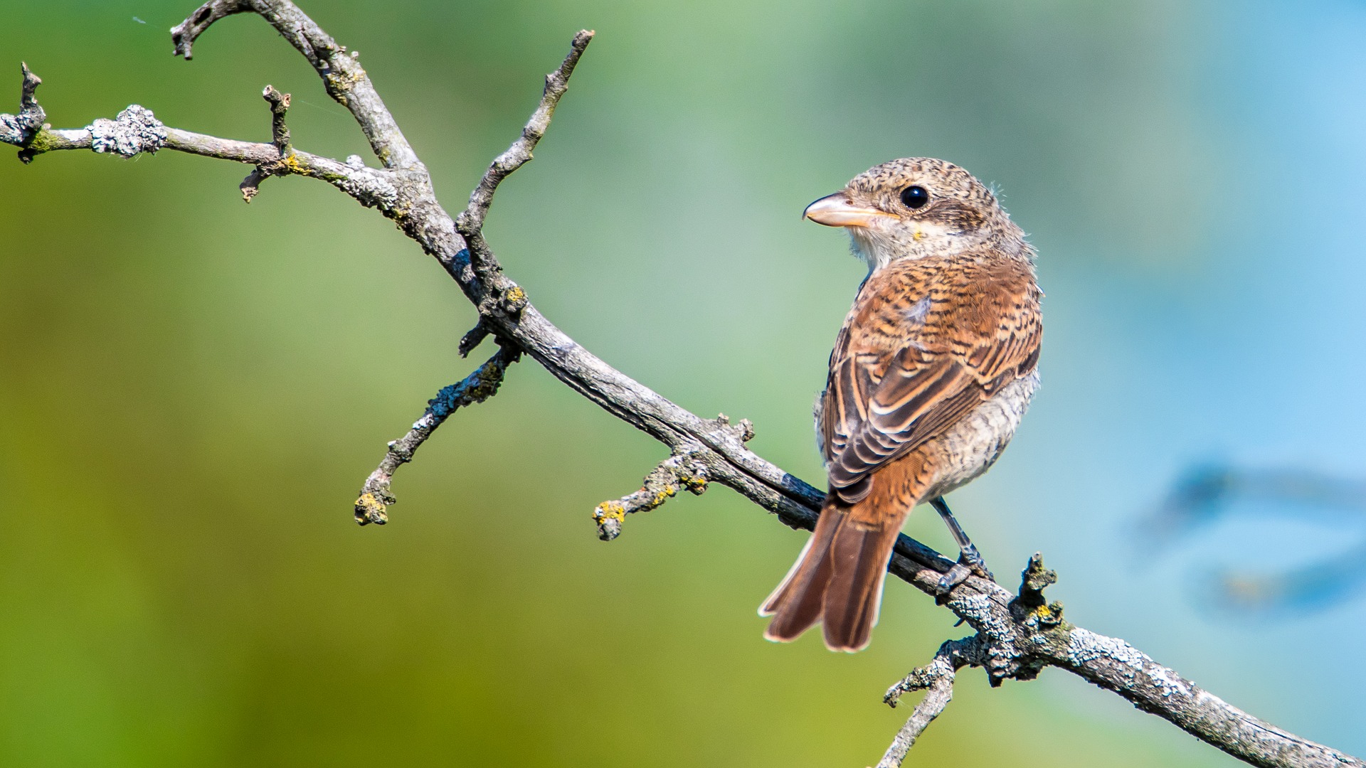 Les Hautes Alpes à travers l’ornithologie