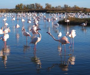 Entre montagnes et flamants roses